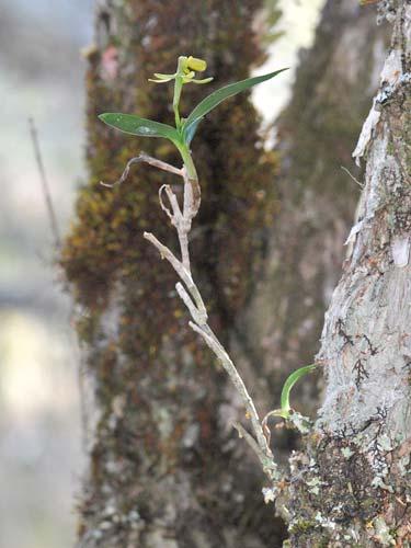 ORCHIDACEAE Epidendrum chlorinum