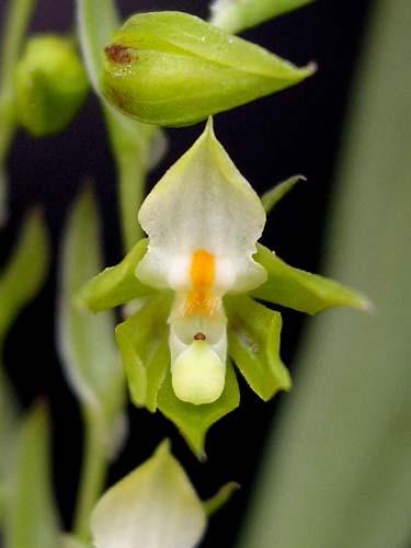 ochrochlorum 120 ORCHIDACEAE