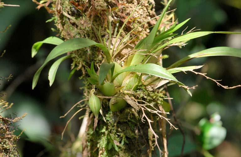 ORCHIDACEAE Epidendrum paranaense