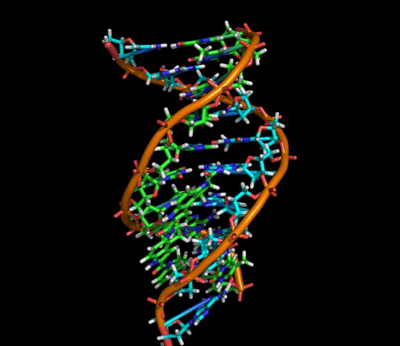 As ligações de H são responsáveis pela estabilização de diversas macromoléculas biológicas. Entre elas as moléculas de DNA e RNA.