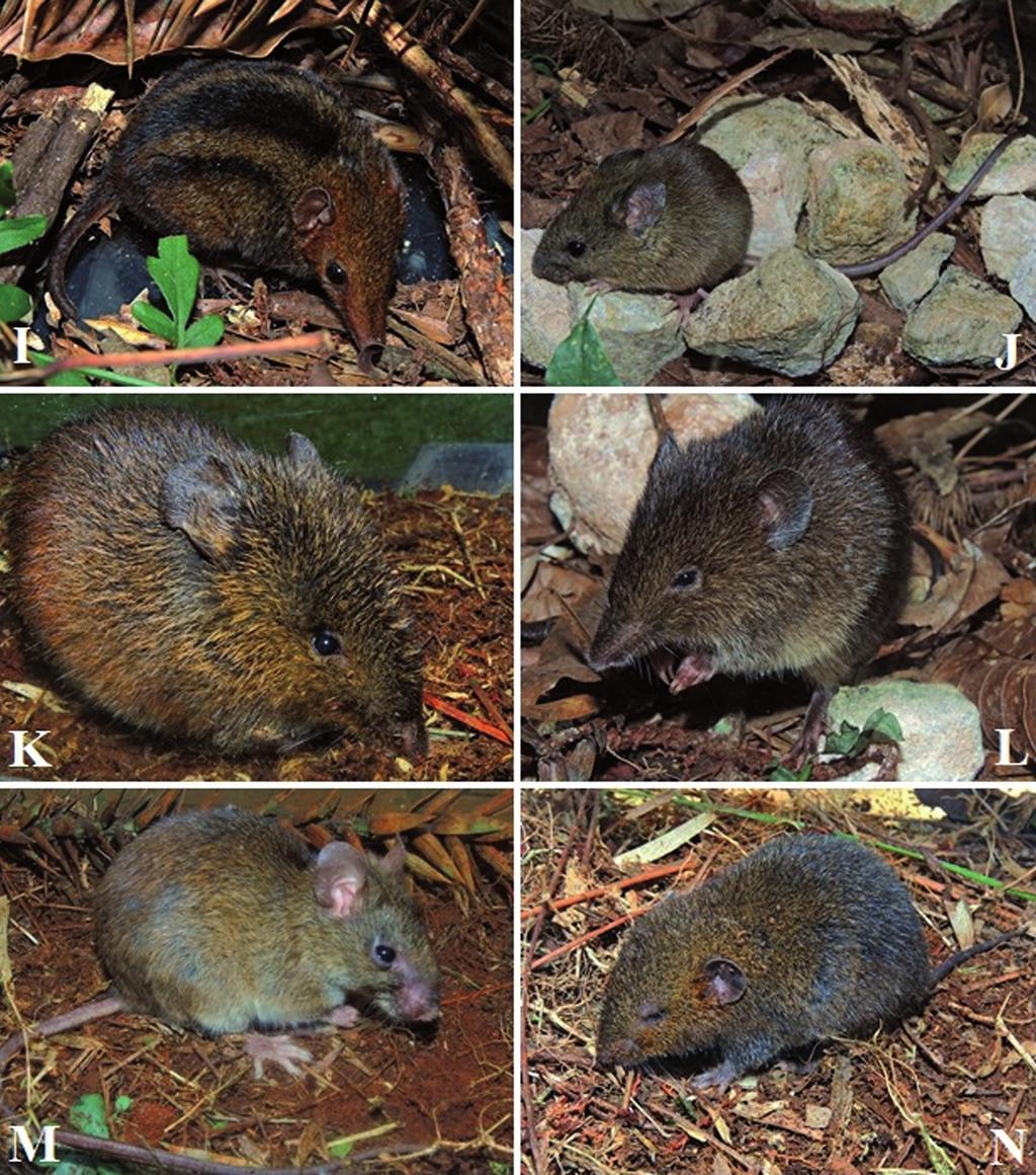 Papéis Avulsos de Zoologia, 55(15), 2015 225 Figura 5: Espécies de pequenos mamíferos registradas na Floresta Nacional de Piraí do Sul, Paraná, Brasil.