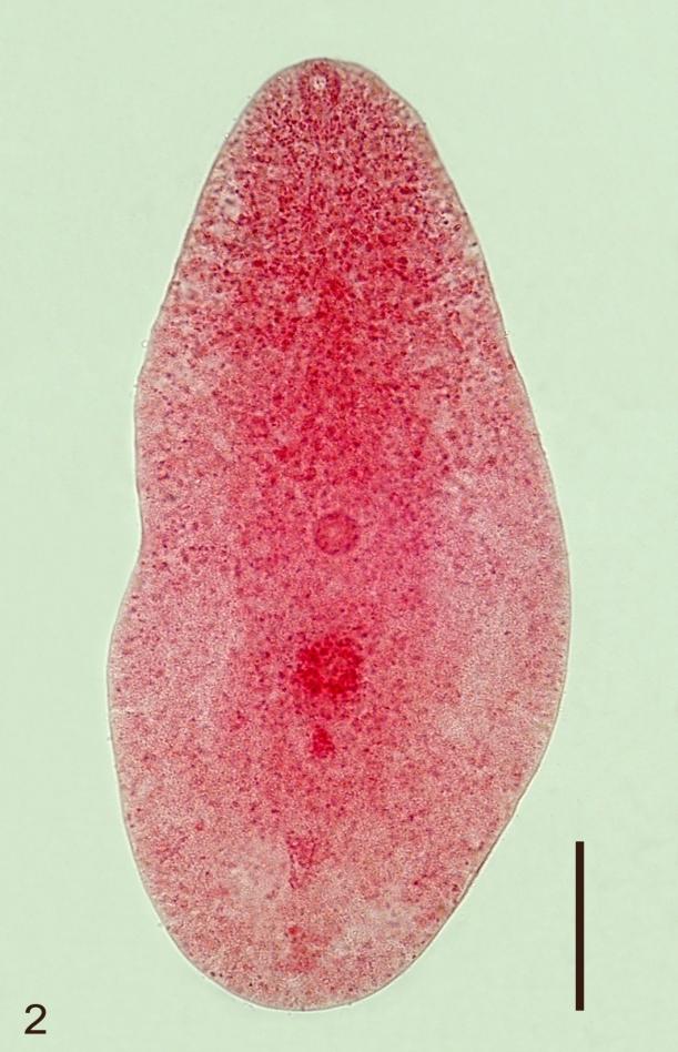 Bar = 100 µm. Table 1.