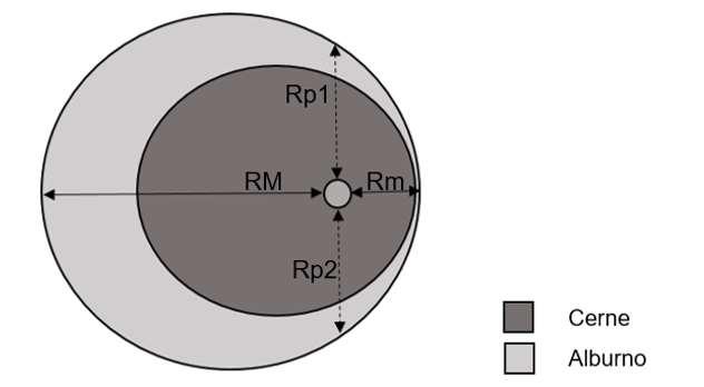 34 DM R M R m (4) Em que Rm : média da distância entre a medula e a periferia da tora (cm); RM: maior distância entre a medula e a periferia da tora (cm); Rm: menor distância entre a medula e a