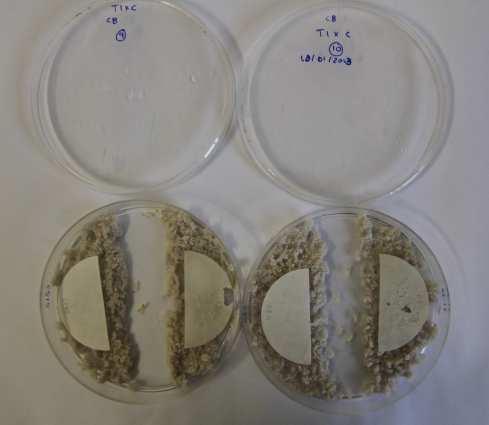 Ensaios de escolha Os ensaios foram realizados em caixas de Petri com um diâmetro de 90 mm.