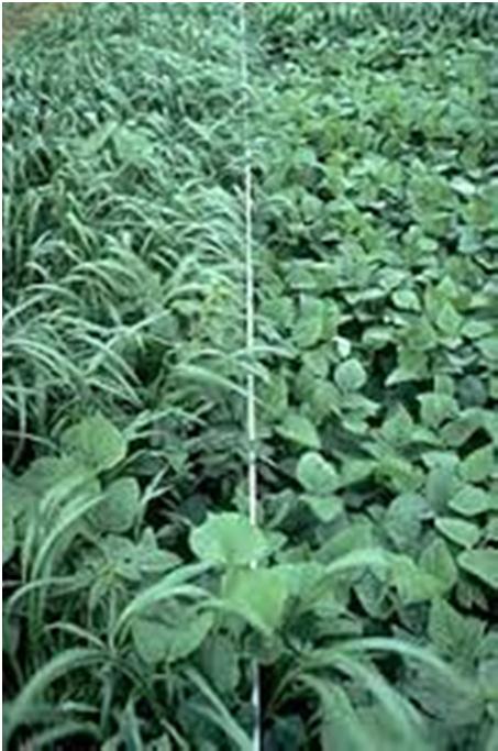 Transgênicos Soja Roundup ready Soja resistente ao herbicida GLIFOSATO, contendo um gene bacteriano que codifica a enzima