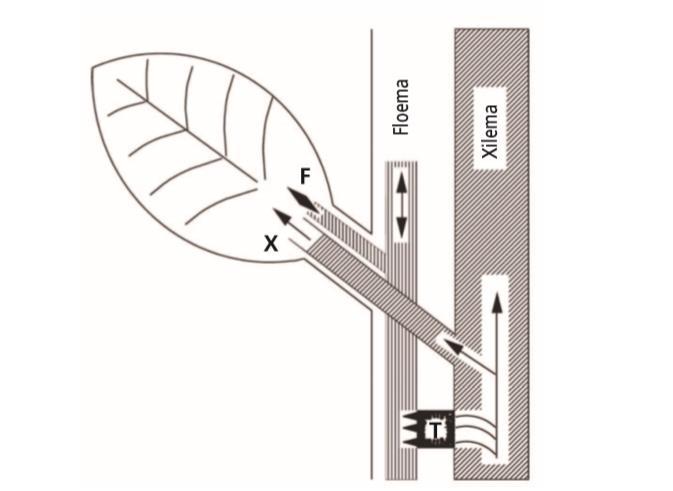 Absorção foliar Penetração cuticular Compartim.