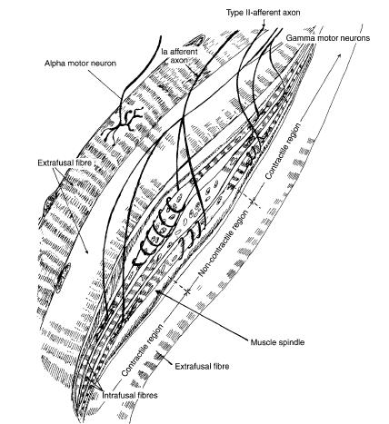 Biomecânica