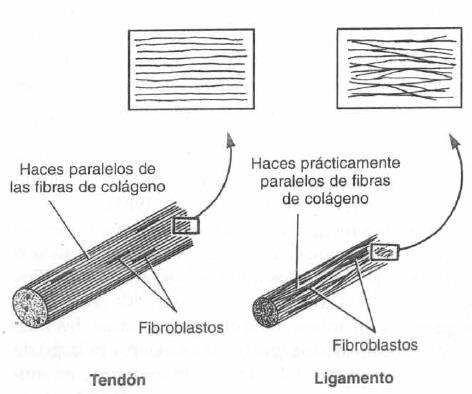 Biomecânica dos