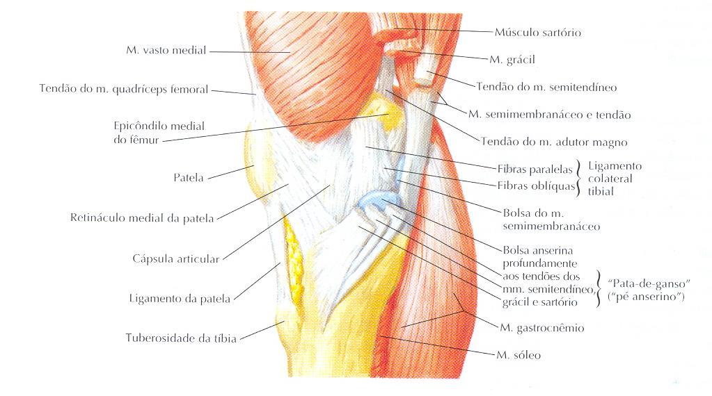 Anatomia