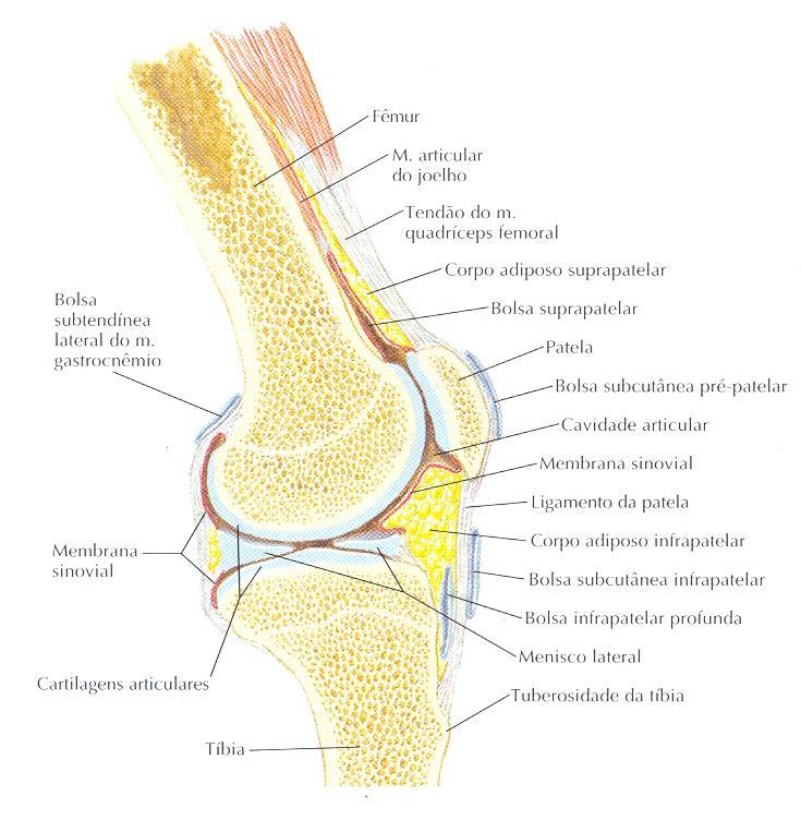 Anatomia