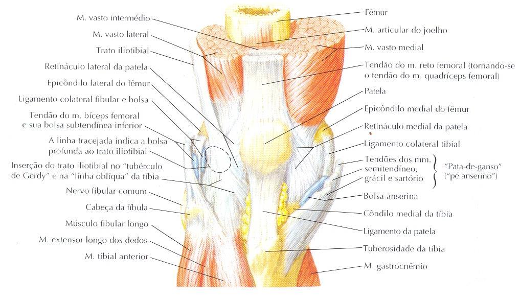 Tendinite do