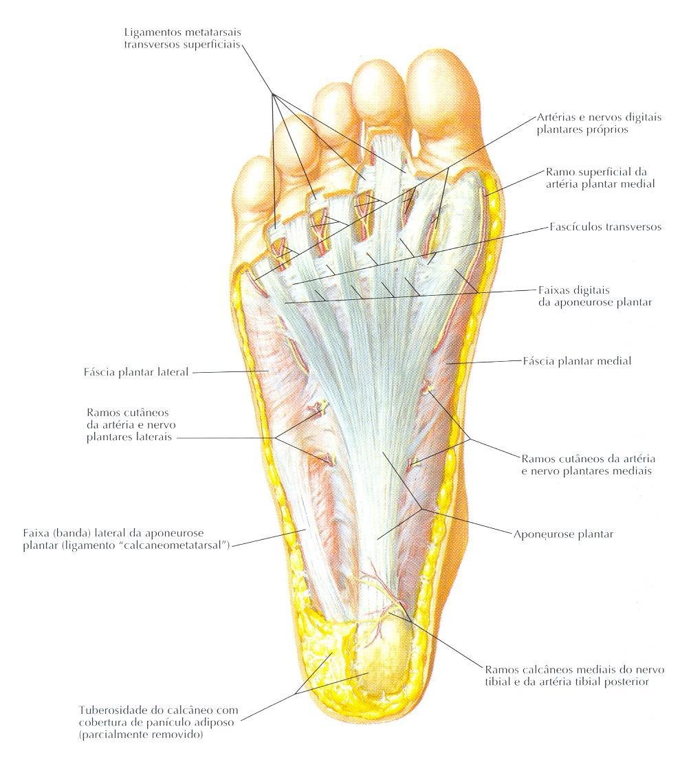 Anatomia