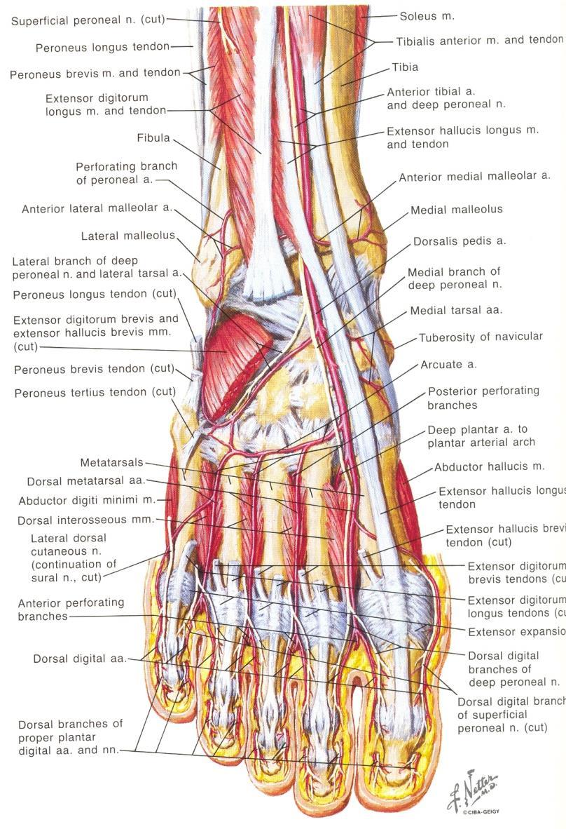 Anatomia