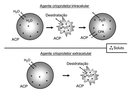 28 Figura 2 - Representação esquemática do mecanismo de ação dos ACPs.