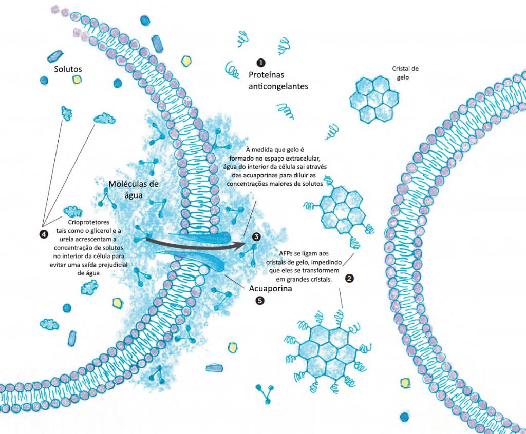 30 Figura 4 - Representação esquemática dos mecanismos de crioproteção. 1,2. Ação das proteínas anticongelantes nos cristais de gelo eliminando a nucleação heterogênea. 3.