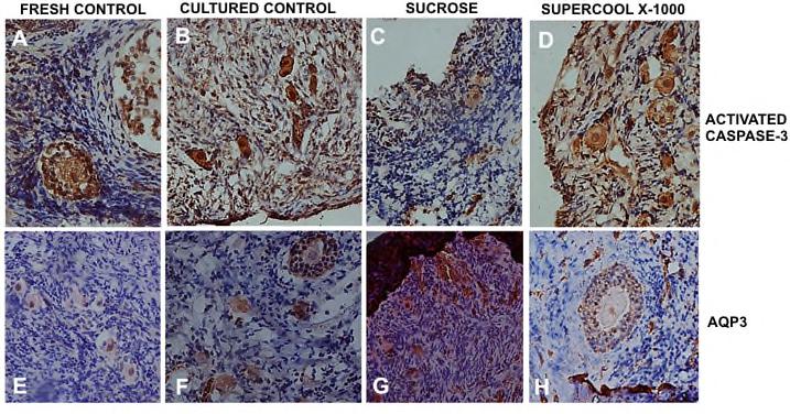 51 3.3 Immunohistochemical evaluation of presence of water channels (AQP3) and apoptosis (activated caspase-3) Regarding AQP3 detection, in the Fresh Control, only follicles in the transition