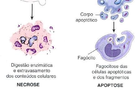 necrose e na apoptose