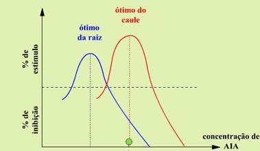 - Esse hormônio é produzido pelas células meristemáticas dos ápices dos caules e das raízes, das folhas jovens e dos embriões de sementes; FUNÇÕES DA AUXINA 1- Crescimento de caule e raiz: promovem o