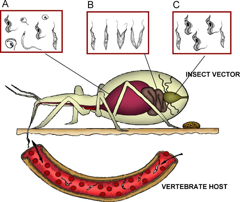 Figura 1- Ciclo de desenvolvimento do parasita Trypanosoma cruzi (Garcia et al. 2007).