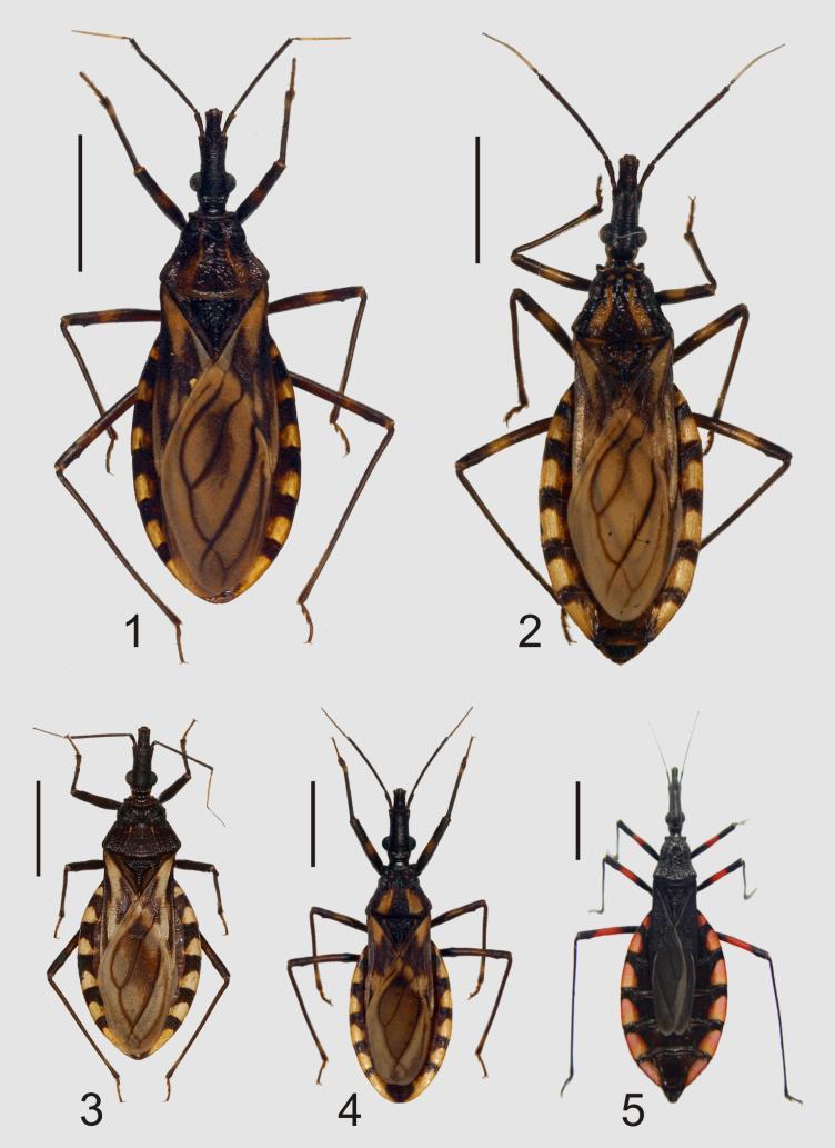 Figura 2 - Os cinco membros do complexo Triatoma brasiliensis. (1) T. brasiliensis macromelasoma, (2) T. brasiliensis brasiliensis, (3) T. juazeirensis, (4) T. melanica, (5) T. sherlocki.