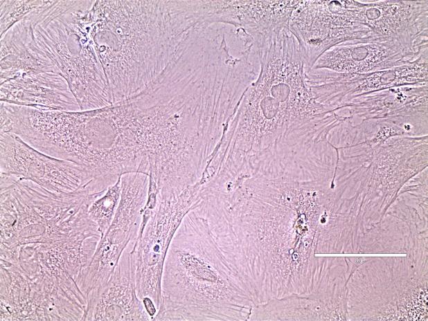 protocolo. As culturas de células de MSC no tempo 0, apresentaram-se confluentes e com aspecto fibroblastóide.