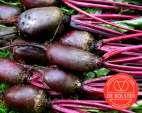 Chioggia Beta vulgaris var. rubra A beterraba Chioggia é uma variedade antiga, originalmente criada na vila italiana de Chioggia.