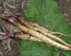 É bastante produtiva, conserva-se bem e mantém o sabor durante toda a temporada. As raízes atingem aproximadamente 10 cm de comprimento. Ref.