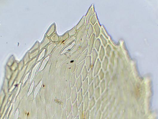 denteado, com 1-3 células por dente e 5-10 dentes no terço superior, inteira abaixo e