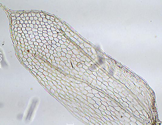 A B C D Figura 36: Cyclodictyon albicans. A: Filídio. B: Ápice e margem superior do filídio.