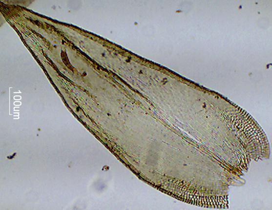 A B Figura 41: Henicodium geniculatum. A: Filídio. B: Ápice e células papilosas da margem (indicadas pore setas) (Soares et al. 99.). Escala: A = 100µm e B = 10µm. 13.2. Hildebrandtiella Müll. Hal.