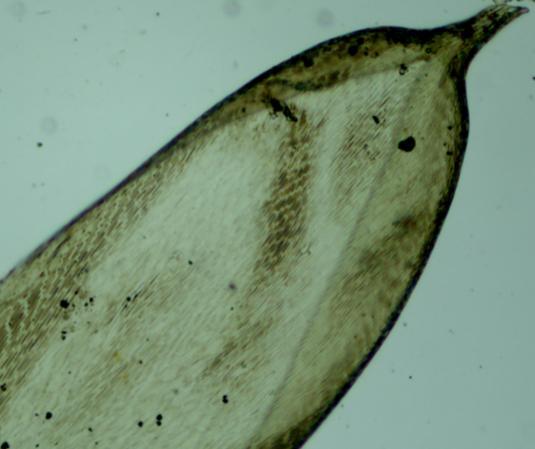 A B D C Figura 42: Hildebrandtiella guyanensis. A: Visão geral do gametófito com a seta indicando o caulídio 1.