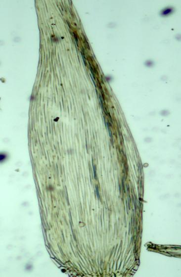 A B C D Figura 45: Isopterygium subbrevisetum. A: Parte inferior do filídio. B: Parte superior do filídio.