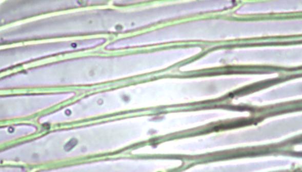 Cápsula ereta, cilíndrica; célula do exotécio quadrada a retangular, não colenquimatosa; ânulo diferenciado (Buck 1998). Opérculo cônico-rostrado (Buck 1998).