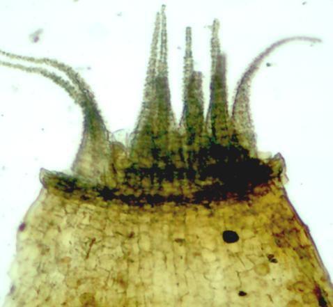 ausente, cápsula imersa e filídios lanceolado-ovado, de margem recurvada e costa terminando próximo a