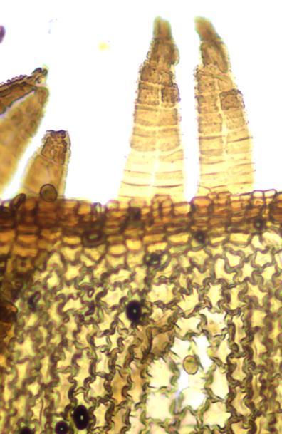 B A Figura 14: Fabronia ciliaris var. polycarpa. A: Detalhe da forma do filídio. B: Peristômio e células do exotécio (Soares et al. 89). Escala: A = 100µm e B = 20µm. 5.