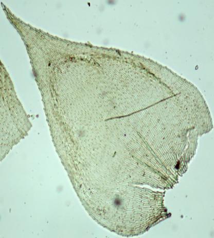 Caracteriza-se pelos filídios ovados, ápice acuminado a longo-acuminado e pelas células alares diferenciadas, quadradas, em grupos de 2-5 fileiras. Difere de C.