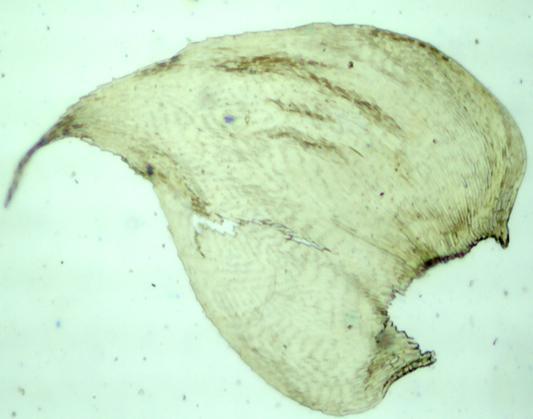 A B C D Figura 16: Chryso-hypnum elegantulum. A: Filídio do caulídio. B: Base e células alares do filídio. C: Dentes do peristômio.