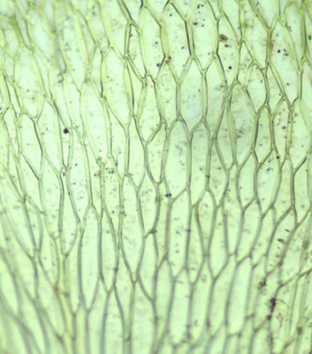 var. vesicularis (Schwägr.) Broth. Fig. 20 e 22. Apresenta distribuição Neotropical. Primeira citação para o Distrito Federal.