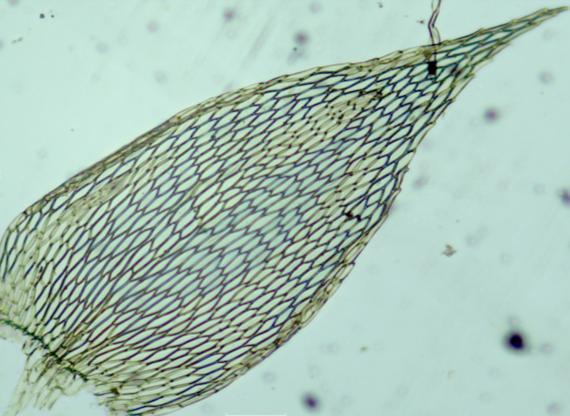 5.5.1.2. *Vesicularia vesicularis (Schwägr.) Broth. var. portoricensis (Brid.) W. R. Buck, Brittonia 36: 181. 1984. Fig. 21 e 22. Apresenta distribuição Neotropical.