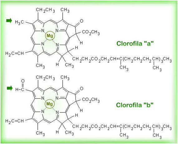 Clorofila: Família de pigmentos que verdes que possuem uma