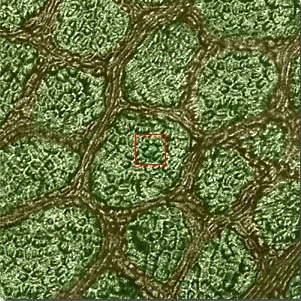 100 micra (10-4 m) As células