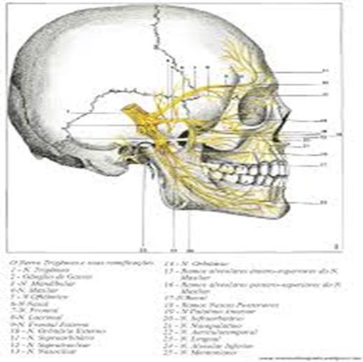 INERVAÇÃO A maioria da inervação eferente (motora) e sensorial (aferente) da ATM e sua região circunjacente é provida pela divisão mandibular do nervo trigêmeo.
