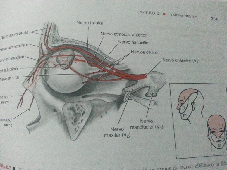 O Nervo Trigêmeo (Ramo Oftálmico) Nervo oftálmico: O nervo oftálmico, ou primeira divisão do nervo trigemeo sai da extremidade superior do ganglio trigeminal, portanto de dentro da cavidade craniana,