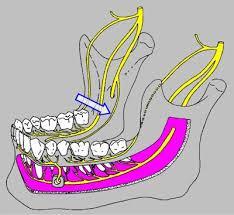 O Nervo Trigêmeo (Ramo Mandibular) Nervo mandibular: maior das divisões do n.