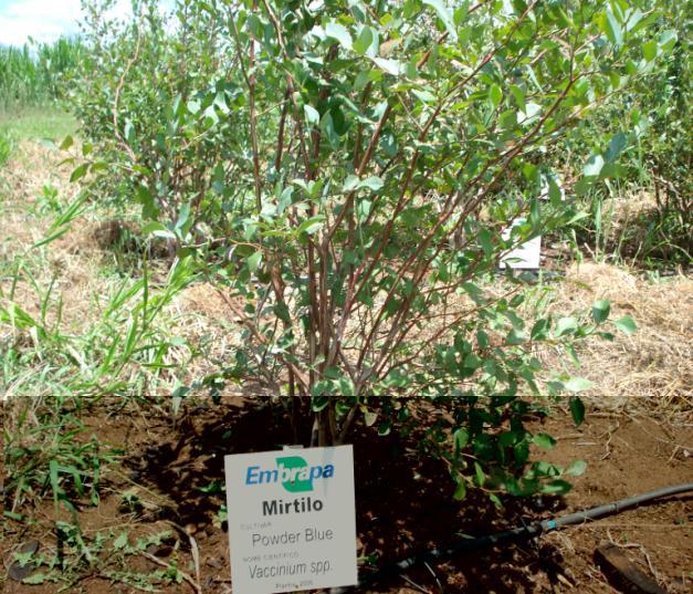 4 repetições e as unidades experimentais foram formadas por 20 estacas. Os dados foram analisados separadamente de acordo com cada cultivar.