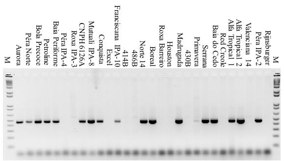 Genotipagem de polimorfismos associados com sistemas de macho-esterilidade em acessos de cebola adaptados ao Brasil 473 pb Figura 2.