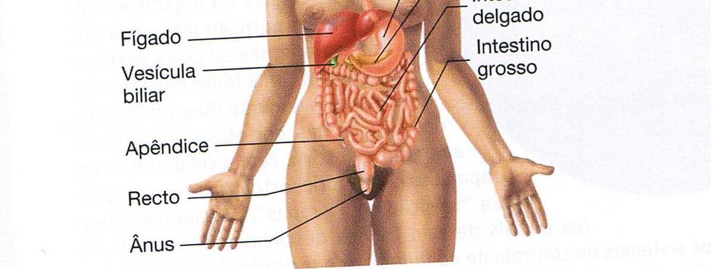 Tecnicamente o termo tubo gastrointestinal (GI) só se refere ao estômago e intestinos.