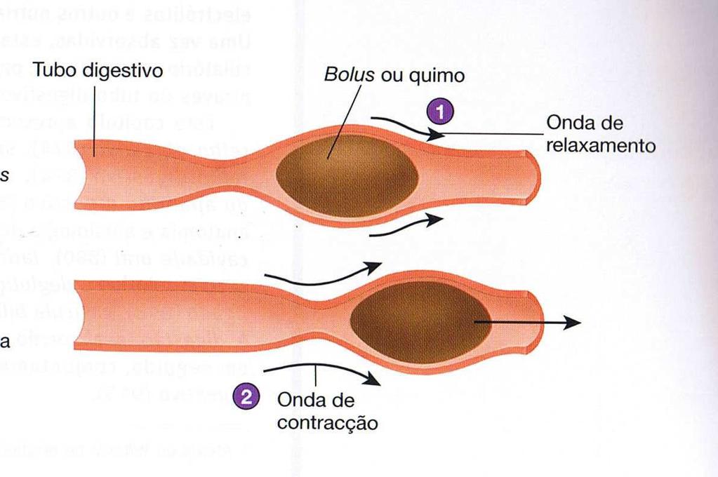 1. Gera-se uma onda de relaxamento dos músculos circulares lisos à frente do bolus de alimentos ou quimo, permitindo a expansão do calibre do tubo digestivo. 2.