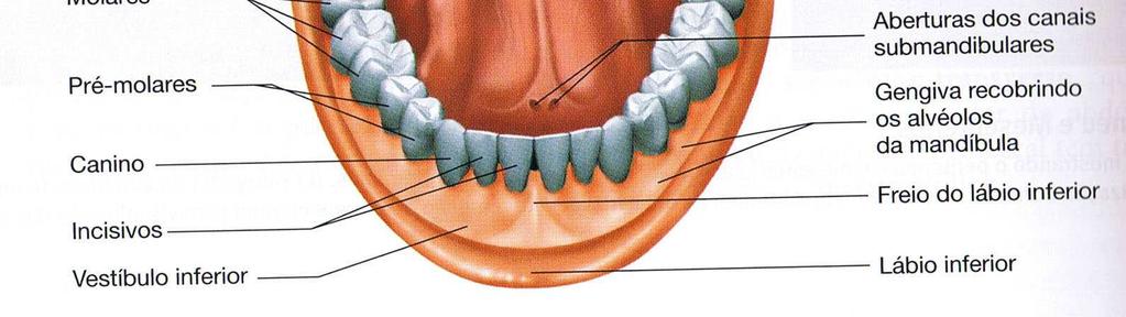 CAVIDADE ORAL A cavidade oral está dividida em duas regiões: o vestíbulo que é o espaço entre os lábios as bochechas e as alvéolos dentários e a cavidade oral propriamente dita.