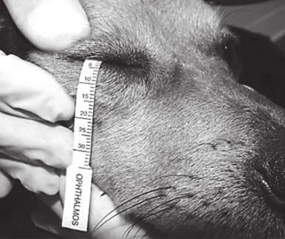 Comparison of pupil diameter and tear production in dogs treated with acepromazine, tramadol.